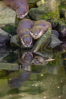 Three oriental small-clawed otter or Asian small-clawed otter (Aonyx cinerea) are standing on a