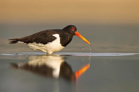 Eurasian Oystercatcher (Haematopus ostralegus) female, North Rhine-Westphalia, Germany