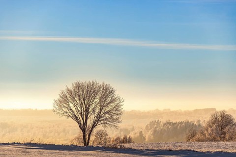 Solitary tree in silhouette on a field a cold winter day with snow and hoarfrost