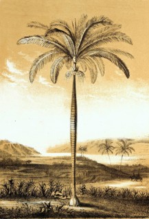 Oreodoxa regia, Cuba, royal palm, Roystonea regia, plant and flower, digitally reworked
