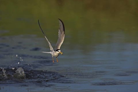 Little Tern (Sternula albifrons), Greece