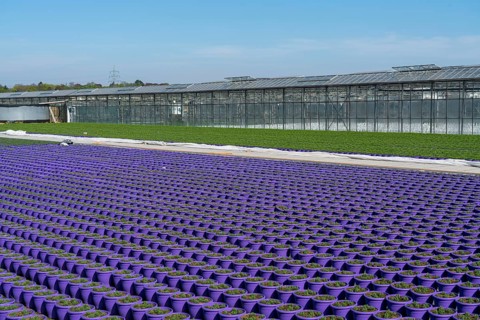 Nursery, plant cultivation, ornamental plants grow in flower pots, outdoors, greenhouse,