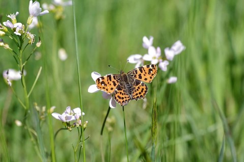 Land carat (Araschnia levana), butterfly, spring generation, meadow foamwort, orange, macro, The