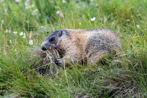 Alpine groundhog with collected grass in its mouth, animals, mammals, (Marmota marmota), rodents