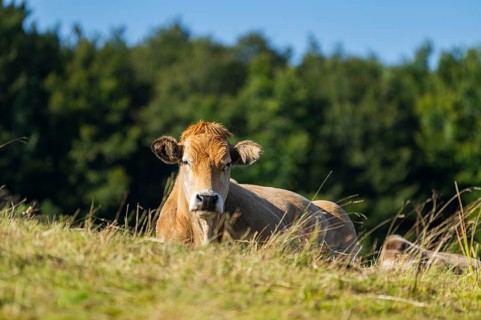 Cattle (Bos taurus) lying on a meadow in the Vosges Mountains, wildlife, France