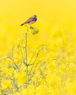 Bluethroat (Luscinia svecica cyanecula) male singing in Oil Seed Rape (Brassica napus) field,