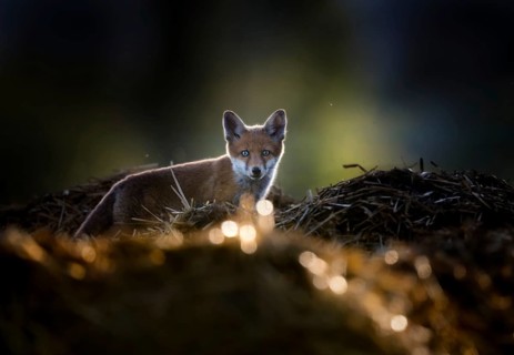 Red fox cubs (Vulpes vulpes) on a farm in the evening light, Zurich, Switzerland
