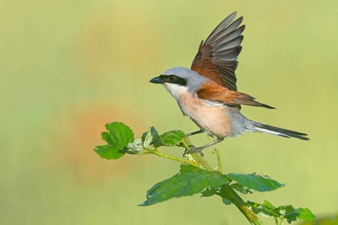 Red-backed shrike, red-backed shrike, thorn-backed shrike, family of shrikes, (Lanius collurio),