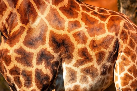 The giraffe has a brown and white pattern on its back. The pattern is made up of small brown spots