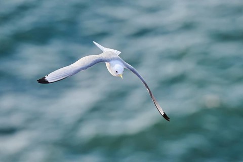 Common gull or sea mew (Larus canus) flying over the sea, wildlife, Helgoland, Germany