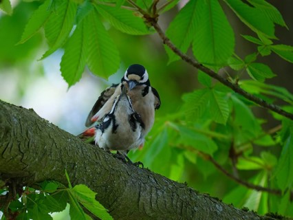 Great spotted woodpecker pairing