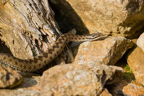 One Vipera berus, the common European adder or common European viper, creeps over rocks