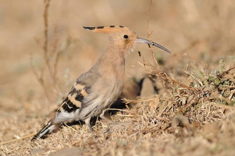 Eurasian Hoopoe (Upupa epops), Tibet, China