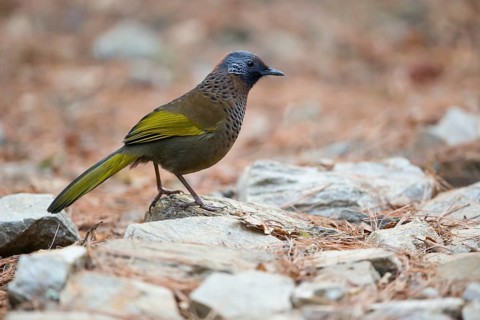 Chestnut-crowned Laughingthrush (Trochalopteron erythrocephalum nigrimentum) perched on the ground,