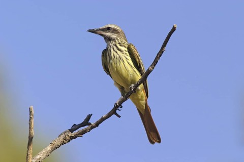 Sulphur-bellied Flycatcher Myiodynastes luteiventris Chiricahua Mountains, Arizona, United States