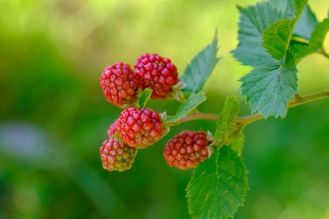 Blackberries, fruit, berries, in the garden, food, Upper Bavaria, Bavaria, Germany
