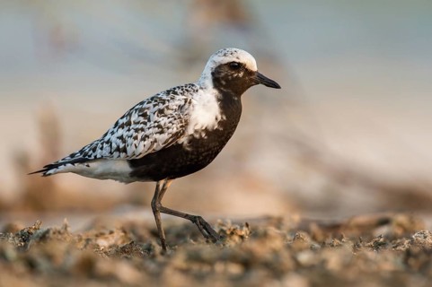 Grey Plover (Pluvialis squatarola), Poland