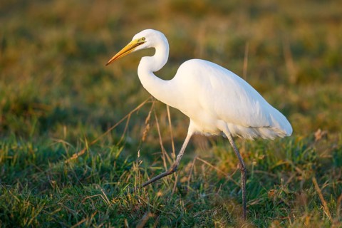 Great Egret (Ardea alba) foraging, North Rhine-Westphalia, Germany
