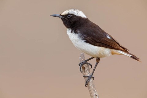 Arabian wheatear, Arabian wheatear, (Oenanthe lugentoide, Middle East, Oman, male, Jabal Samhan,