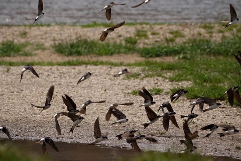 Swallows at a puddle, June, Germany