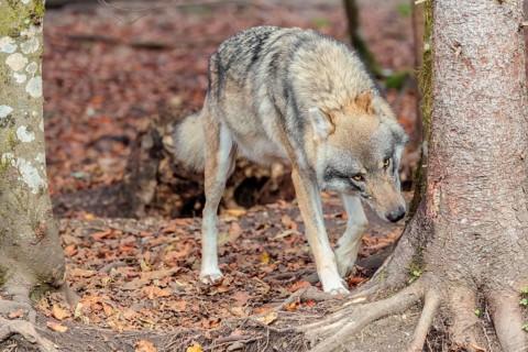An adult male grey wolf (Canis lupus lupus) stands in the forest on a cloudy day and sniffs a tree