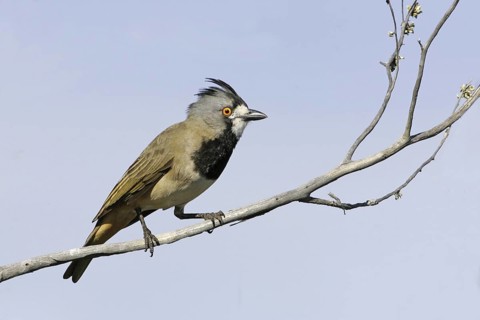 Crested Bellbird (Oreoica gutturalis) male, South Australia, Australia