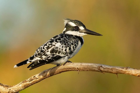 Pied Kingfisher (Ceryle rudis), Lake Baringo, Kenya