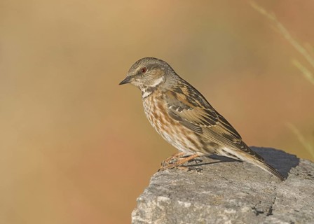 Altai Accentor (Prunella himalayana), Uttarakhand, India