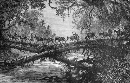 Herd of cattle crossing a bridge over the Búzi River, dense vegetation, tree trunk, drover,