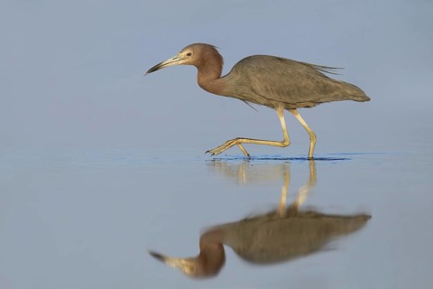 Little Blue Heron (Egretta caerulea), Florida, USA