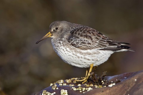 Purple Sandpiper (Calidris maritima), Varanger, Norway