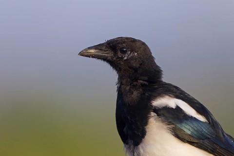 Eurasian Magpie (Pica pica), Rhineland-Palatinate, Germany