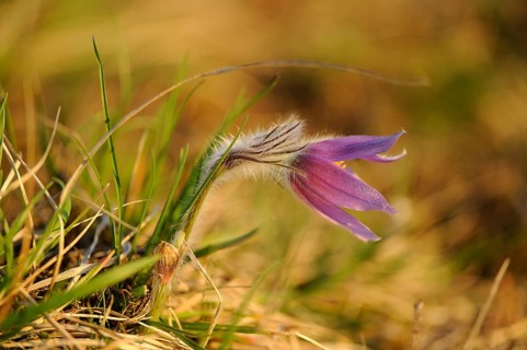 Lateral purple flower in tall grass on natural ground, Pasque flower (Pulsatilla vulgaris), Upper