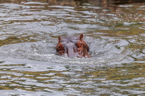 A fully grown hippopotamus (Hippopotamus amphibius) swims in a river. Democratic Republic of the