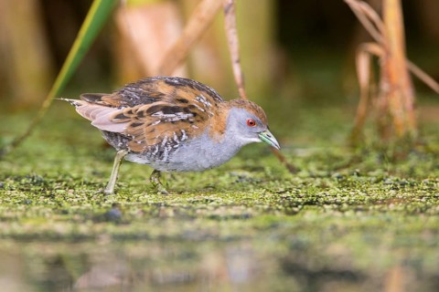 Baillon's Crake (Porzana pusilla palustris) foraging, Victoria, Australia