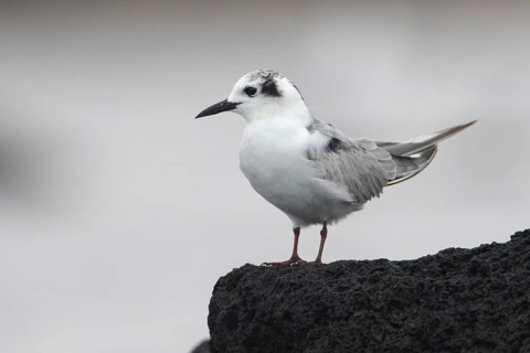 White-winged Tern (Chlidonias leucopterus), Victoria, Australia