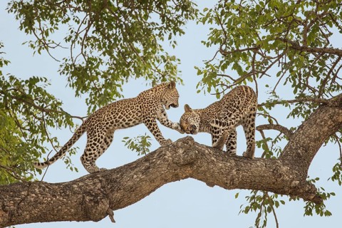 Leopard (Panthera pardus) two immature playing on a tree, Sabi Sands, South Africa