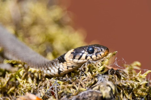 Grass snake (Natrix natrix) on the ground in summer, Bavaria, Germany
