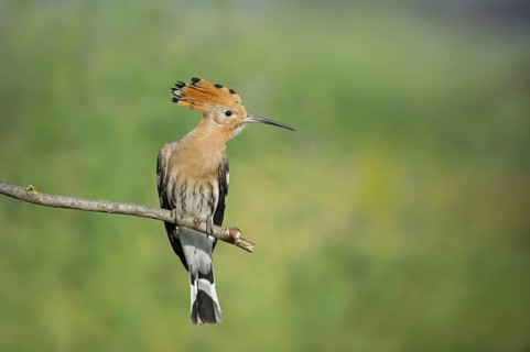 Eurasian Hoopoe (Upupa epops) perched on a branch, Aosta Valley, Italy