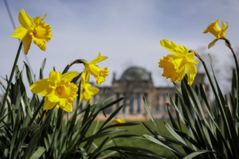 Daffodils bloom in front of the German Bundestag in Berlin, 27.03.2024. According to weather
