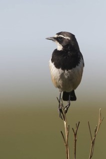 Capped Wheatear (Oenanthe pileata), Gauteng, South Africa