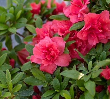 Japanese Azalea (Rhododendron GEISHA RED), BS Sämann, Germany