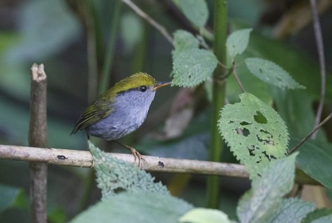 Slaty-bellied Tesia (Tesia olivea), Mae Wong, Thailand