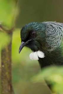 Close portrait of partially concealed tui