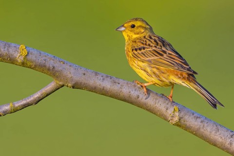 Yellowhammer (Emberiza citrinella) Bruant jaune, Escribano Cerillo, Ast, branch, Ormoz area, Ormoz,