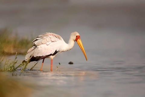 Yellow-billed Stork (Mycteria ibis) foraging, Lake Ziway, Ethiopia