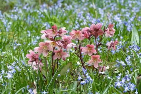 Lenzrose (Helleborus orientalis Hybride), Ellerhoop Tree Park, Germany