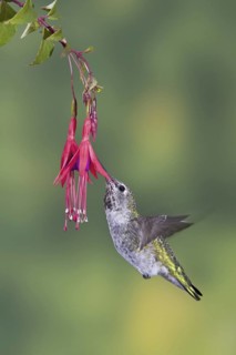 Anna's Hummingbird (Calypte anna), British Columbia, Canada