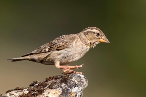 Rock Sparrow (Petronia petronia), Castile and Leon, Spain