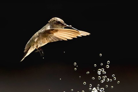 Anna's hummingbird (calypte anna) enjoying the water fountain drops